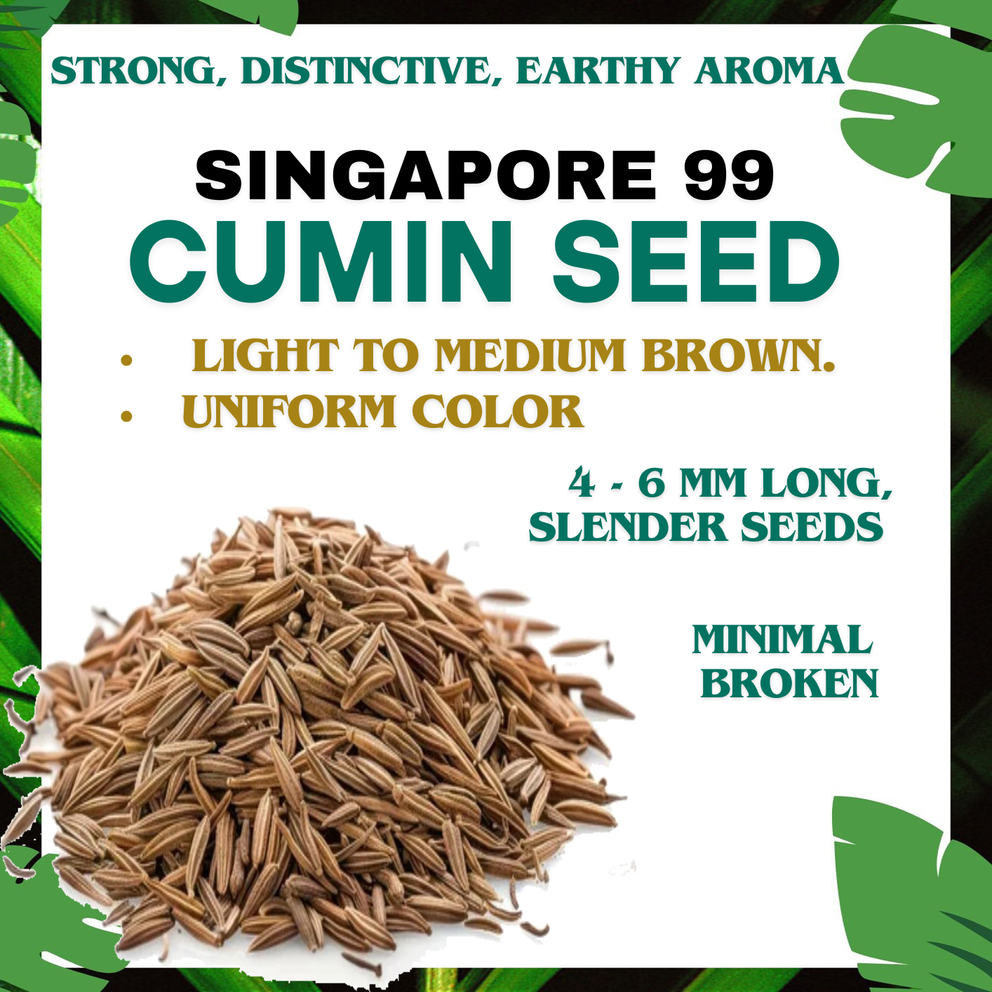 Cumin Seeds (Jeera) sample 2